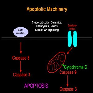 view Diagram of sequences of events in apoptosis