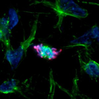 Cytokinesis in neural tube cells of chick embryo