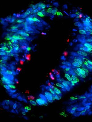 view Section through neural tube of chick embryo, confocal