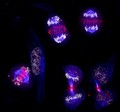 view Human HeLa cancer cells, mitosis