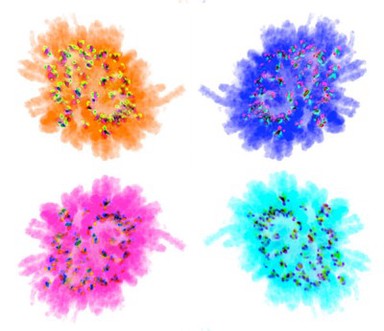 Human HeLa cancer cell chromosome rosettes