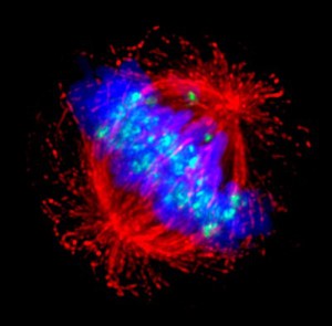 view Human HeLa cancer cells, mitosis