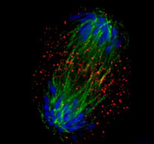 view Xenopus cancer kidney cells, anaphase