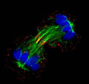 view Xenopus cancer kidney cells,telophase