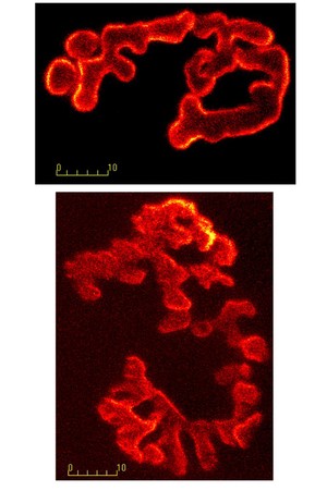 view Neuromuscular junctions in fast-twitch muscle fibres