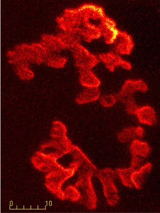 Neuromuscular junction in fast-twitch muscle