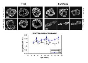 view Neuromuscular junctions in slow- and fast-twitch muscle