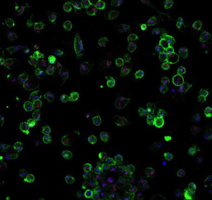 Movie of apoptosis, confocal