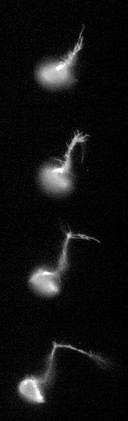 Motor neuron extending axon towards target muscle, Drosophila