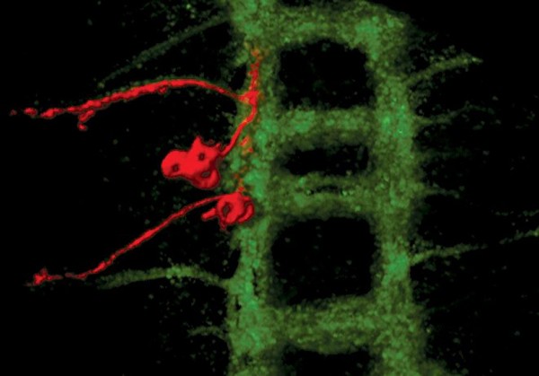 Development of neural cells in living Drosophila embryo