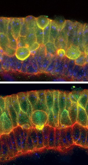 view Cell fate determinants in neuroblasts, Drosophila developt