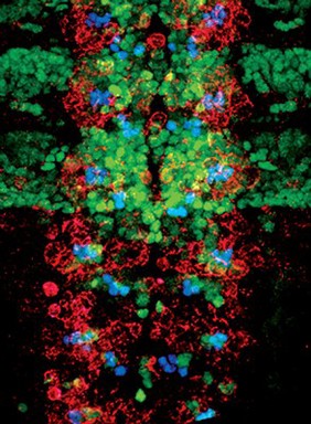 Embryonic Drosophila CNS, proteins and transcription factors