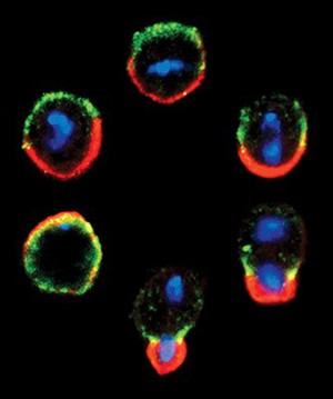 view Mitosis in developing Drosophila neuroblasts.