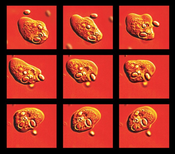 Phagocytosis