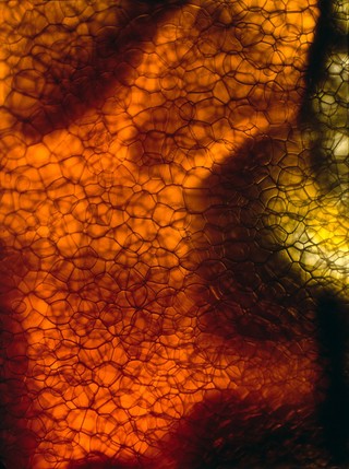 Organic forms