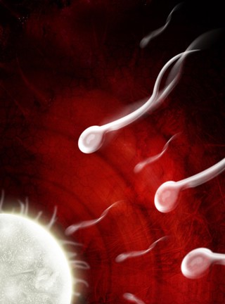 Sperm swimming towards an egg