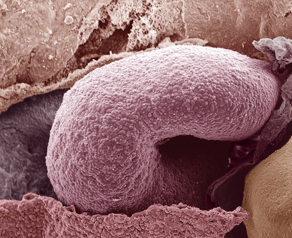 Developing heart tube in the chick