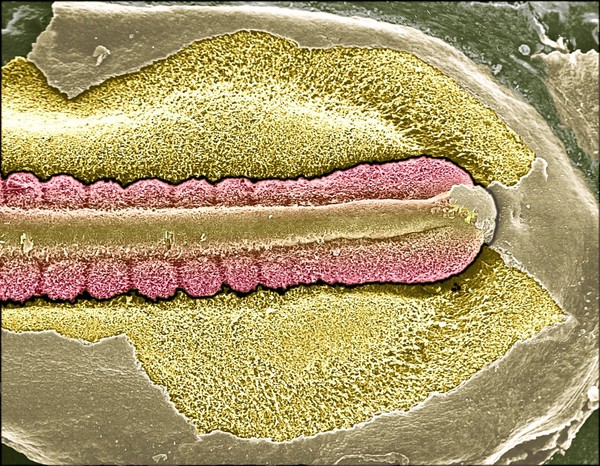 Neural tube and somites in chick embryo