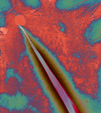 Collagen fibril forming in vitro