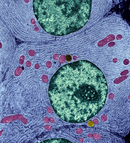 Cells with organelles