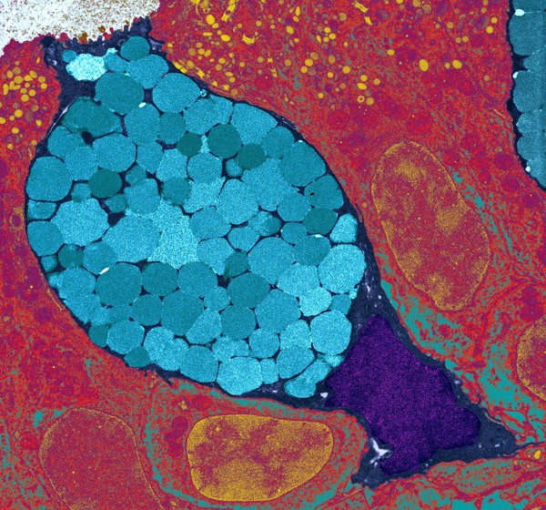 Goblet cells are packed full of mucous globules (blue), which they release to provide lubrication and protection to the inner surfaces of the intestine and the respiratory system among others. The mucous globules are condensed inside the goblet cell but expand hugely once they are released, absorbing water within 20 milliseconds. This rapid release occurs in response to lots of different stimuli and allows the mucous to get to work instantly.