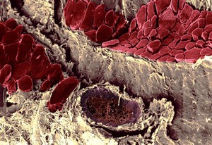 view Cross section of pig thigh muscle