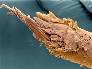 view Split end of a human hair