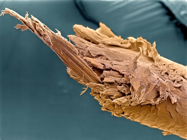 Split end of a human hair