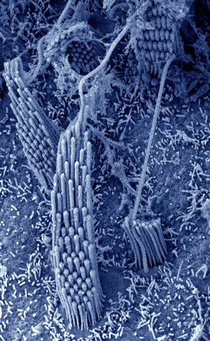 view Stereocilia in the vestibular organ