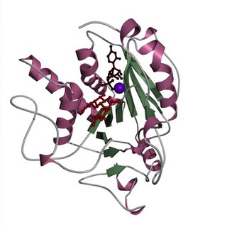 Alpha 1,3 galactosyl transferase