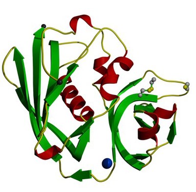 Streptococcal pyrogenic exotoxin A1