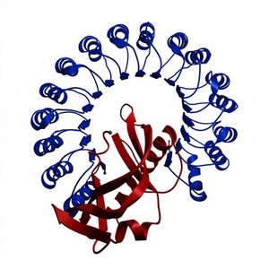 view Angiogenin - Placental ribonuclease inhibitor complex