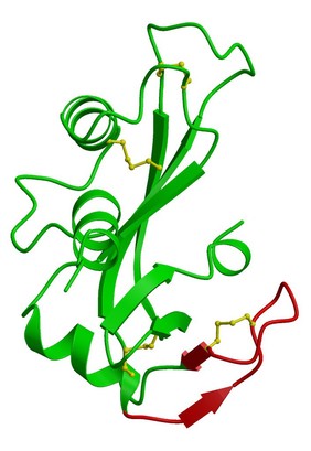 Angiogenin - RNAse A chimeric protein