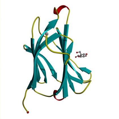 Galectin 10