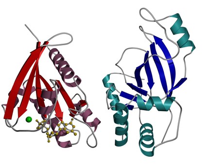 Complex of RalA and C3bot proteins