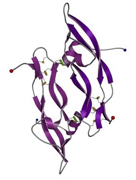 Placental growth factor