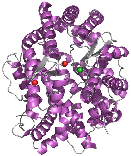 Angiotensin I-converting enzyme