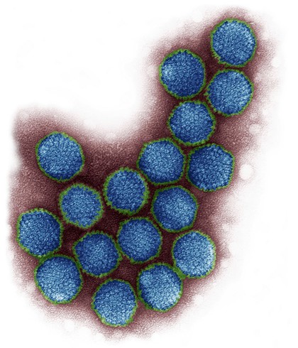 Adenovirus particles