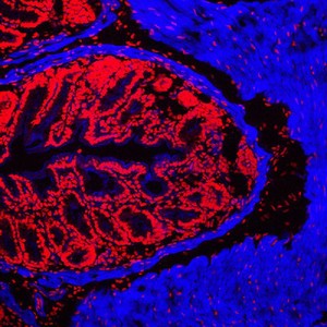 view Normal mouse colon showing nuclei in red and the actin in the muscle layer in blue.