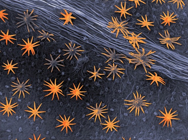 Hairs on a leaf surface