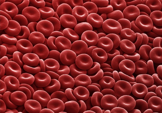 Red blood cells clearly showing their biconcave disc shape.