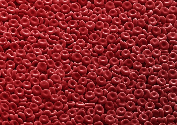 Red blood cells clearly showing their biconcave disc shape.