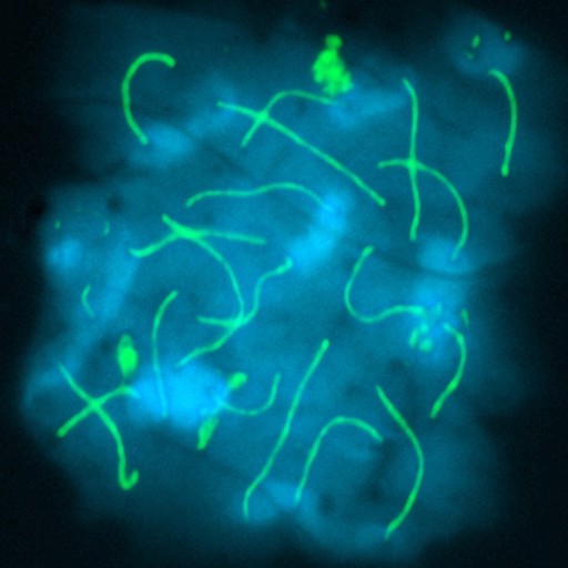 Meiosis