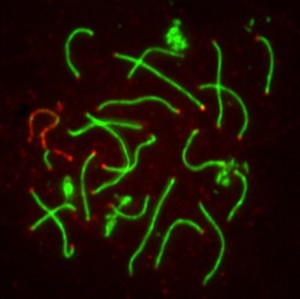 view Meiosis