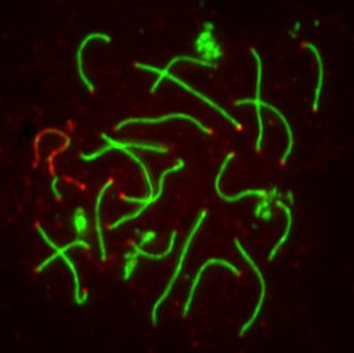 Meiosis