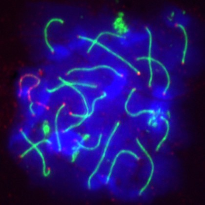 Meiosis