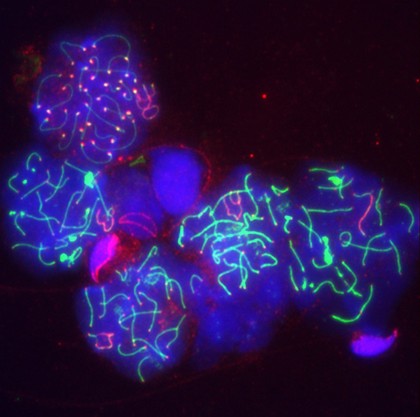Meiosis