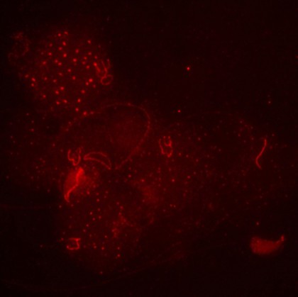 BRCA1 during meiosis