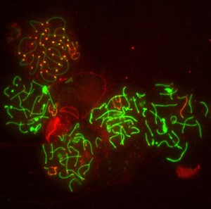 view Meiosis