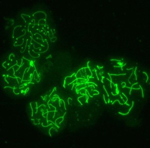 view Meiosis